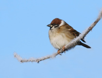 Vrabec polní (Passer montanus) - samec