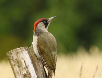 Žluna zelená (Picus viridis)