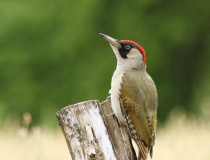 Žluna zelená (Picus viridis)