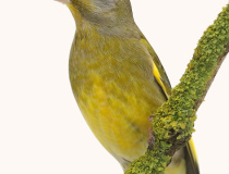 Zvonek zelený (Chloris chloris) 