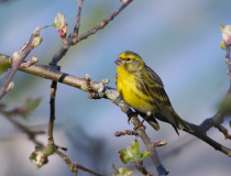Zvonohlík zahradní (Serinus serinus)