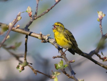 Zvonohlík zahradní (Serinus serinus)