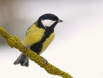 Sýkora koňadra (Parus major)