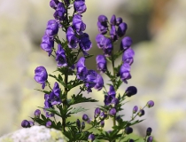 1.Oměj tuhý pravý (Aconitum firmum Rchb.subsp. firmum)