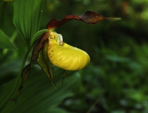 10.Střevičník pantoflíček (Cypripedium calceolus)