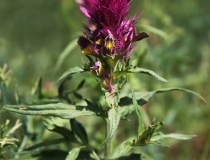 100.Černýš rolní (Melampyrum arvense)
