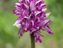 101.Vstavač vojenský (Orchis militaris)