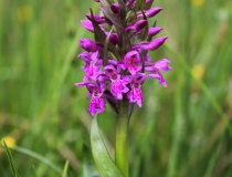 102.Prstnatec májový (Dactylorhiza majalis)
