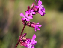 105.Smolnička obecná (Lychnis viscaria L.)