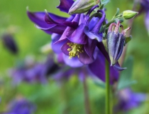106.Orlíček obecný (Aquilegia vulgaris)