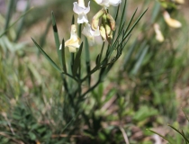 107.Hrachor panonský chlumní (Lathyrus pannonicus (Jacq.) Garcke subsp. collinus )
