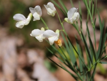 108.Hrachor panonský chlumní (Lathyrus pannonicus (Jacq.) Garcke subsp. collinus )