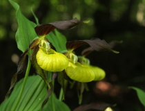 11.Střevičník pantoflíček (Cypripedium calceolus)