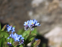 110.Pomněnka lesní (Myosotis sylvatica)