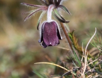 112.Koniklec luční český (Pulsatilla pratensis subsp. bohemica)