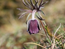 113.Koniklec luční český (Pulsatilla pratensis subsp. bohemica)