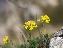 114.Tařice skalní (Aurinia saxatilis)