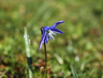 115.Ladoňka dvoulistá (ladoňka karpatská) (Scilla bifolia)