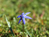 116.Ladoňka dvoulistá (ladoňka karpatská) (Scilla bifolia)