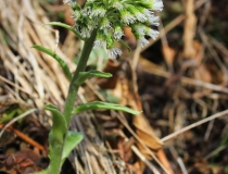 117.Devětsil bílý (Petasites albus)