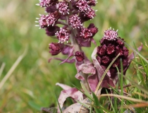 118.Devětsil lékařský (Petasites hybridus)