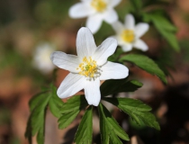 119.Sasanka hajní (Anemone nemorosa)