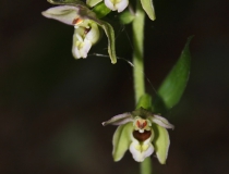 12.Kruštík širolistý (Epipactis helleborine)