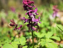 121.Dymnivka dutá (Corydalis cava)