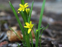 122.Křivatec žlutý (Gagea lutea)
