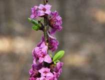 123.Lýkovec jedovatý (Daphne mezereum L.)