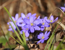 124.Jaterník podléška (trojlaločný) (Hepatica nobilis Mill.)