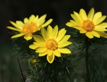 128.Hlaváček jarní (Adonis vernalis)