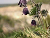 130.Koniklec luční český (Pulsatilla pratensis subsp. bohemica)