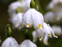 131.Bledule jarní (Leucojum vernum)