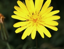 132.Kozí brada luční (Tragopogon pratensis)
