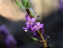 135.Lýkovec jedovatý (Daphne mezereum L.)