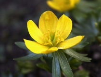 136.Talovín zimní (Eranthis hyemalis)