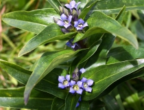 137.Hořec křížatý (Gentiana cruciata)