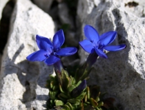 138.Hořec jarní (Gentiana verna)
