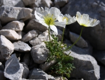 139.Mák Sendtnerův (Papaver sendtneri)