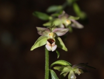 14.Kruštík širolistý (Epipactis helleborine)