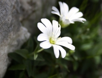 140.Rožec širokolistý (Cerastium latifolium)