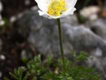 141.Koniklec alpínský (Pulsatilla alpina L.)
