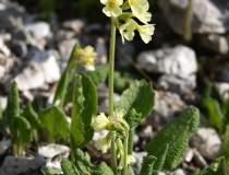 142.Prvosenka vyšší (Primula elatior)