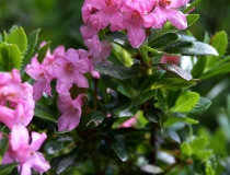 144.Pěnišník srstnatý (Rhododendron hirsutum)