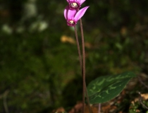145.Brambořík nachový (Cyclamen purpurascens)