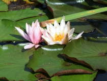 147.Leknín bílý (Nymphaea alba)
