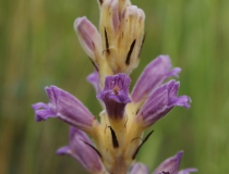 16.Mordovka (záraza) písečná (Phelipanche arenaria)