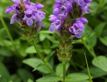 17.Černohlávek velkokvětý (Prunella grandiflora)