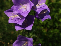 18.Zvonek broskvolistý (Campanula persicifolia)